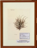 藏品(黃氏蜈蚣藻)的圖片